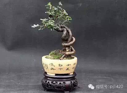 金雀盆景的制作与养护 初学 | 金雀盆景的制作与养护