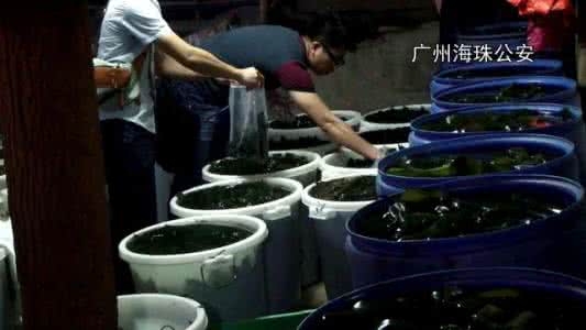 黑竹笋披风 海珠一竹笋“黑作坊”被端 近万斤毒竹笋被缴获