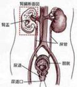 女人尿路感染吃什么药 女人：我为何一再地阴道感染？：分析感染的原因