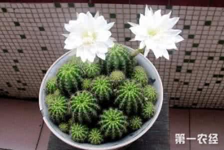 仙人球的花语 仙人球开花代表的意思 仙人球开花代表什么意思 仙人球花的花语