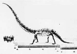 合川马门溪龙 恐龙化石  合川马门溪龙(Mamenchisaurus hochuanen-sis)，前方为多棘沱江龙(Tuojiangosaurus multispi-nus) &nb