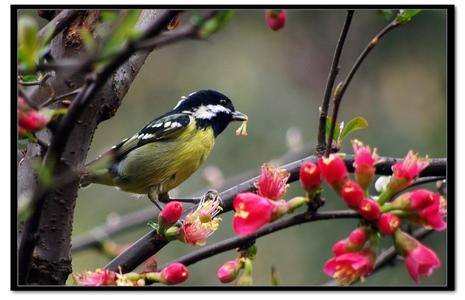 绵蛮的意思 绵蛮