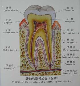 乳牙大牙换吗 乳牙大牙露神经怎么办？