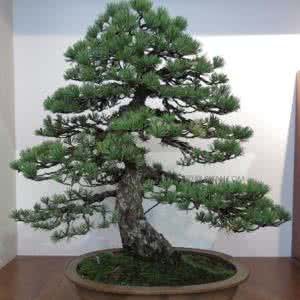 五针松花语 花语大全:五针松的花语