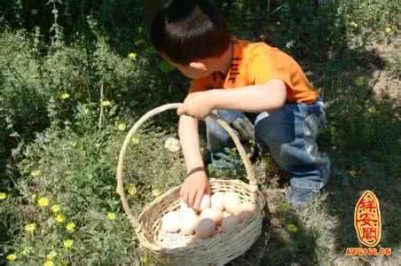 梦见鸡蛋鸭蛋 梦见捡鸭蛋 梦见捡鸡蛋