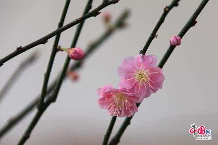 梅花养护 高雅清丽的梅花要怎么种植及养护呢?