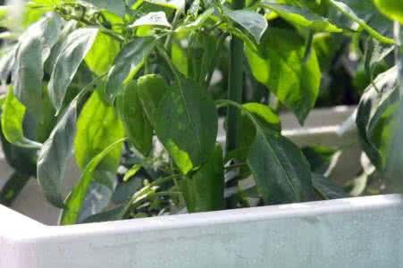 植株调整 蔬菜植株调整有什么新方法?