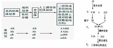 染色体变异讲解 高考生物知识点之染色体变异