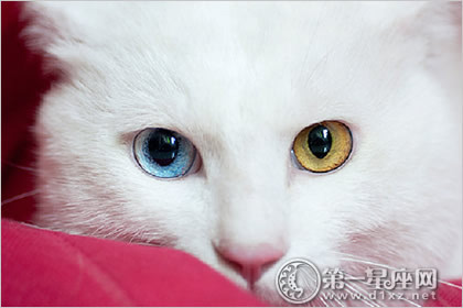 白色阴阳眼的猫能养吗 白色阴阳眼的猫能养吗 阴阳眼能关闭吗？