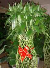 室内植物功效 18种常见室内植物的健康功效