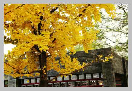 金色的秋天 金色之秋（图文）