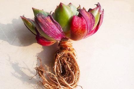 多肉植物修根洗根过程 多肉植物—修根