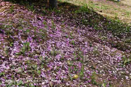 花开花落又是一季 花开花落又是一季 这一季花开，我想我会更勇敢