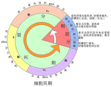 人体细胞多久更新一次 细胞周期