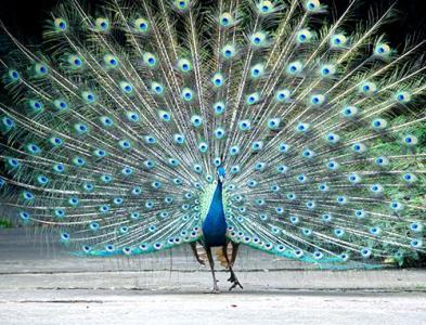 孔雀开屏鱼的做法 孔雀开屏 孔雀开屏的做法,孔雀开屏怎么做好吃,孔雀开屏的家常做法