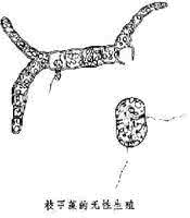 多甲藻属 枝甲藻属