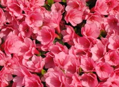 杜鹃花的味道 杜鹃花不仅长得好看，吃起来味道也不错！