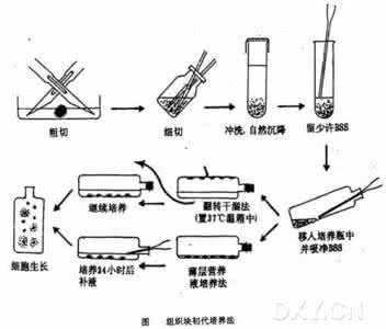 细胞培养的方法 细胞培养一般方法