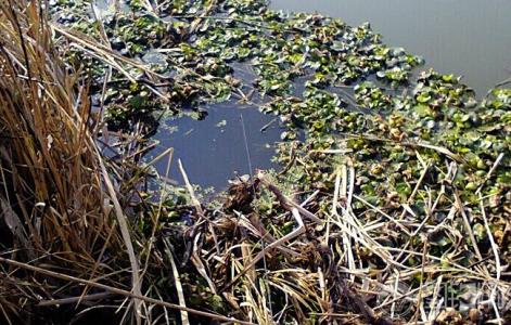 钓草洞技巧 【钓技】野钓——戳草洞、钓草边的技巧