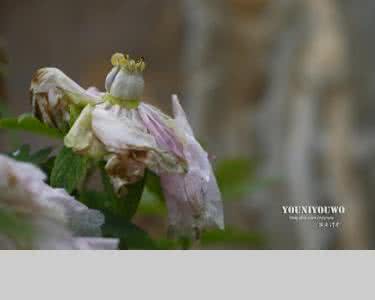 花开花落又是一季 花开花落又是一季 花开花落又是一朝