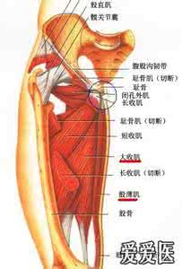 腰突症腰肌劳损 拿捏股内收肌群治疗急性腰突症操作方法