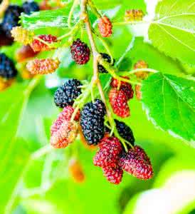 植物功能性状研究进展 植物功能性状研究进展 桑椹保健功能的研究进展