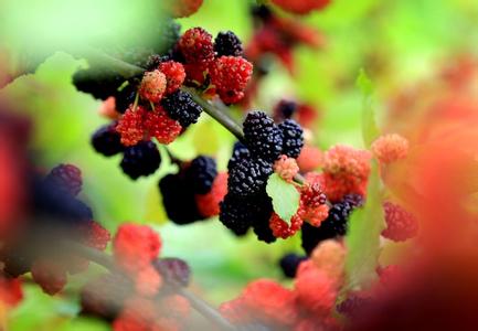 别怪我没告诉你表情包 还吃桑葚吗？赶紧看，别怪我没告诉你！