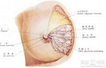 私密部位怎么变白偏方 私密部位怎么变白偏方 新妈妈四大  私密部位   恢复要趁早！