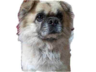 荷兰毛狮犬看家能力 毛狮犬 荷兰毛狮犬看家能力