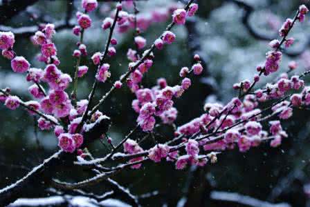 我在风中等你 落梅如雪　我在风中等你【情感美文】