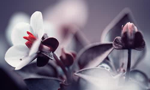 生命心语手抄报 心语系列：生命需要保持一种激情