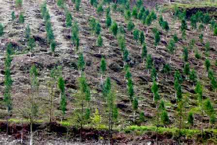 干旱山区植树造林技术 干旱半干旱地区抗旱造林技术探讨