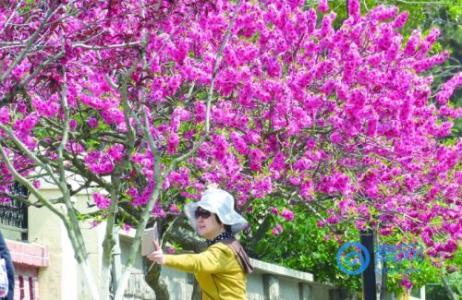 咏芍药 早春的芍药 古人咏春雨、春天及18种花卉诗句（五组）_早春的芍药