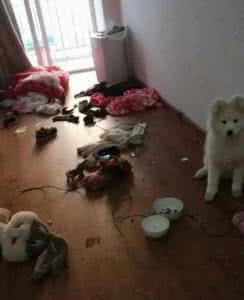 养一只狗的成本 养一只精力充沛的狗是什么样的体验?