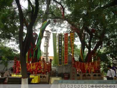 山西洪洞大槐树 饮水思源--山西洪洞大槐树 (绝品收藏)
