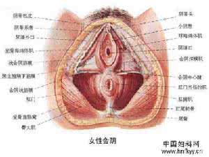 真实图解：女性外阴长啥样？