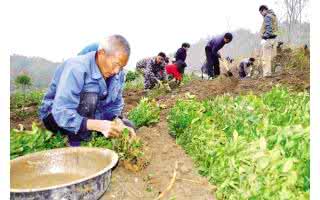 茶叶种植技术培训 茶叶种植技术培训 种植茶叶技术