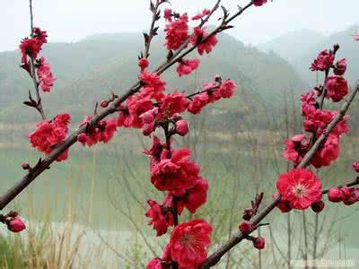 梅花种植 梅花 梅花种植