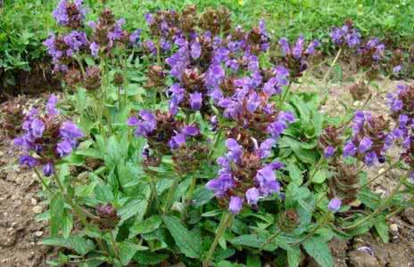 仙草有什么功效? 夏枯草有什么功效？