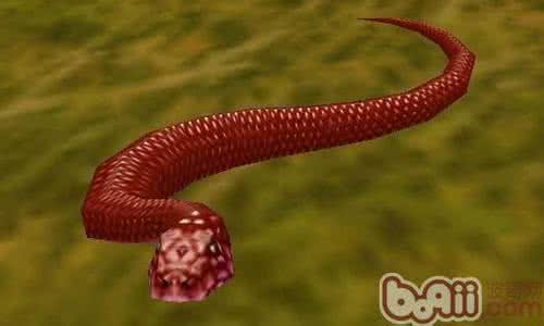 覆盆子生活环境的介绍 赤练蛇 【赤练蛇】赤练蛇生活环境介绍