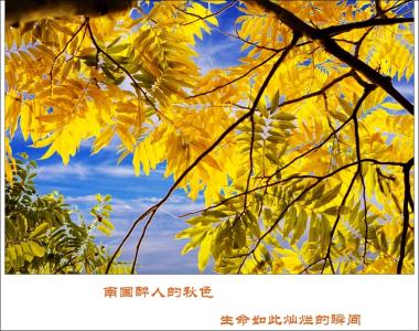 悟空原创 〖原创〗悟秋