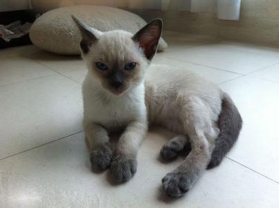 如何挑选宠物狗 如何为孩子挑选合适的宠物