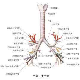 肾虚会出现什么症状 肾虚会出现什么症状 一般病毒性肝炎患者会出现哪些症状