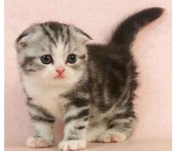 折耳猫怎么养 怎么养折耳猫？