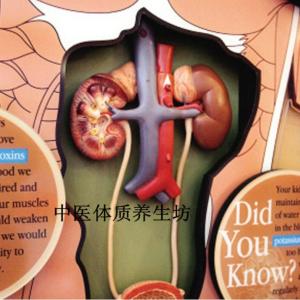 肾脏有9个金标准 护肾远离4恶习