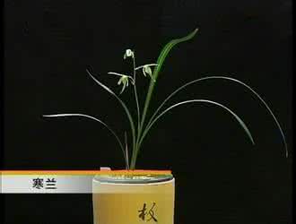 兰花种植方法步骤图解 兰花种植技术 兰花种植方法