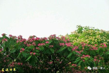 合欢花开 又见合欢花开