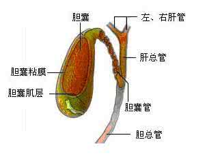 正常胆囊大小 胆囊正常大小和健康的关系