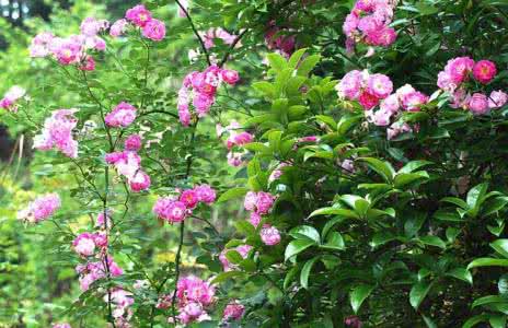 蔷薇爬满了就是不开花 为什么蔷薇不开花