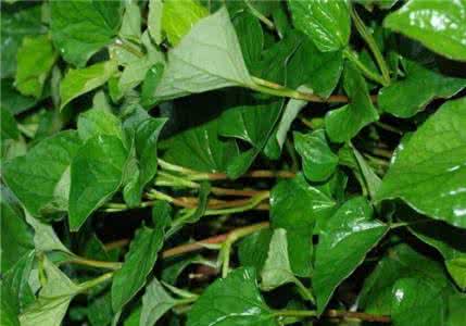 长寿草的功效与作用 长寿草的功效与作用 长寿草、抗病毒——鱼腥草的